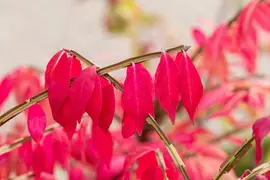Euonymus alatus (Kardinaalsmuts) - afbeelding 20