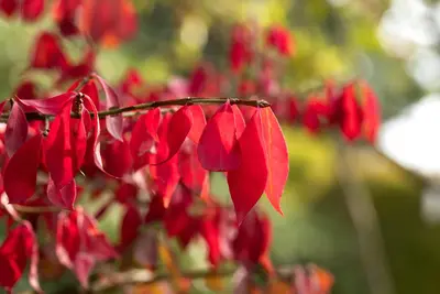 Euonymus alatus (Kardinaalsmuts) - afbeelding 21