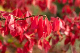 Euonymus alatus (Kardinaalsmuts) - afbeelding 22