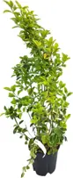 Euonymus aurea - afbeelding 1