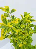 Euonymus aurea - afbeelding 2