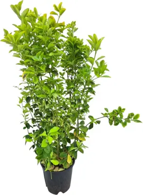 Euonymus aureopictus - afbeelding 1