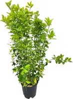 Euonymus aureopictus - afbeelding 1