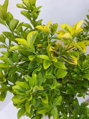 Euonymus aureopictus - afbeelding 2