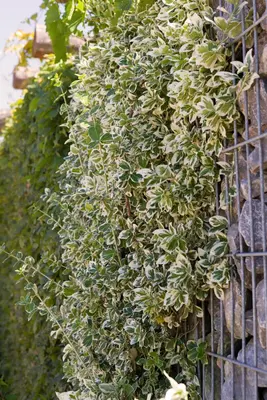 Euonymus fortunei 'Emerald Gaiety' (Kardinaalshoed) klimplant - afbeelding 11