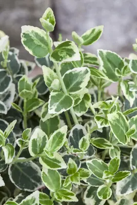 Euonymus fortunei 'Emerald Gaiety' (Kardinaalshoed) klimplant - afbeelding 16