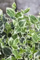 Euonymus fortunei 'Emerald Gaiety' (Kardinaalshoed) klimplant - afbeelding 16