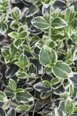 Euonymus fortunei 'Emerald Gaiety' (Kardinaalshoed) klimplant - afbeelding 17