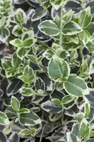 Euonymus fortunei 'Emerald Gaiety' (Kardinaalshoed) klimplant - afbeelding 17