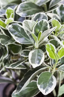Euonymus fortunei 'Emerald Gaiety' (Kardinaalshoed) klimplant - afbeelding 19