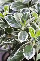 Euonymus fortunei 'Emerald Gaiety' (Kardinaalshoed) klimplant - afbeelding 19