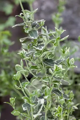 Euonymus fortunei 'Emerald Gaiety' (Kardinaalshoed) klimplant - afbeelding 20