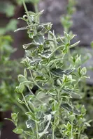 Euonymus fortunei 'Emerald Gaiety' (Kardinaalshoed) klimplant - afbeelding 20