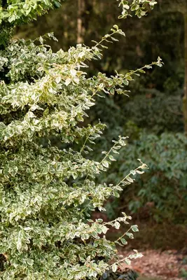 Euonymus fortunei 'Emerald Gaiety' (Kardinaalshoed) klimplant - afbeelding 26