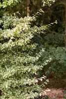 Euonymus fortunei 'Emerald Gaiety' (Kardinaalshoed) klimplant - afbeelding 26