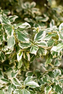 Euonymus fortunei 'Emerald Gaiety' (Kardinaalshoed) klimplant - afbeelding 27