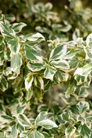 Euonymus fortunei 'Emerald Gaiety' (Kardinaalshoed) klimplant - afbeelding 27