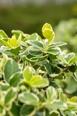 Euonymus fortunei 'Emerald Gaiety' (Kardinaalshoed) klimplant - afbeelding 29