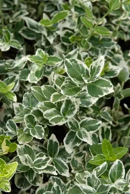 Euonymus fortunei 'Emerald Gaiety' (Kardinaalshoed) klimplant - afbeelding 2
