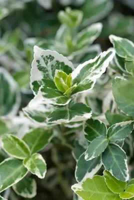 Euonymus fortunei 'Emerald Gaiety' (Kardinaalshoed) klimplant - afbeelding 3