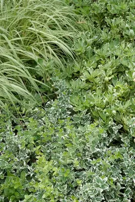 Euonymus fortunei 'Emerald Gaiety' (Kardinaalshoed) klimplant - afbeelding 5