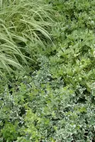 Euonymus fortunei 'Emerald Gaiety' (Kardinaalshoed) klimplant - afbeelding 5