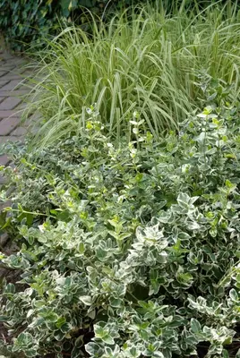 Euonymus fortunei 'Emerald Gaiety' (Kardinaalshoed) klimplant - afbeelding 6