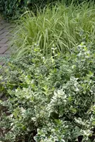Euonymus fortunei 'Emerald Gaiety' (Kardinaalshoed) klimplant - afbeelding 6