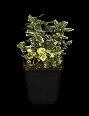 Euonymus fortunei 'Emerald Gaiety' (Kardinaalshoed) klimplant - afbeelding 8