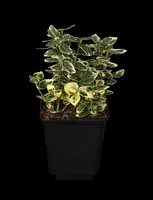 Euonymus fortunei 'Emerald Gaiety' (Kardinaalshoed) klimplant - afbeelding 8