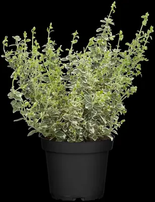 Euonymus fortunei 'Emerald Gaiety' (Kardinaalshoed) klimplant - afbeelding 21