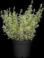 Euonymus fortunei 'Emerald Gaiety' (Kardinaalshoed) klimplant - afbeelding 21