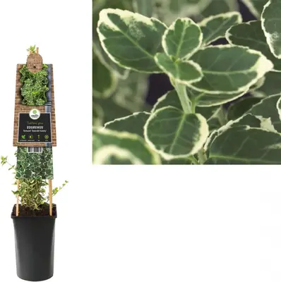Euonymus fortunei 'Emerald Gaiety' (Kardinaalshoed) klimplant - afbeelding 1