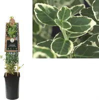 Euonymus fortunei 'Emerald Gaiety' (Kardinaalshoed) klimplant - afbeelding 1