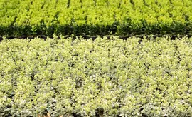 Euonymus fortunei 'Emerald Gaiety' (Kardinaalshoed) klimplant - afbeelding 23