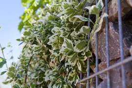 Euonymus fortunei 'Emerald Gaiety' (Kardinaalshoed) klimplant - afbeelding 9