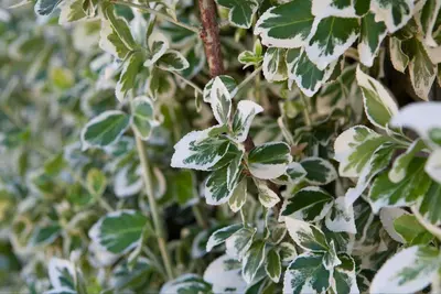 Euonymus fortunei 'Emerald Gaiety' (Kardinaalshoed) klimplant - afbeelding 10