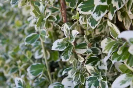 Euonymus fortunei 'Emerald Gaiety' (Kardinaalshoed) klimplant - afbeelding 10