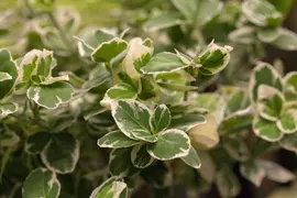 Euonymus fortunei 'Emerald Gaiety' (Kardinaalshoed) klimplant - afbeelding 12