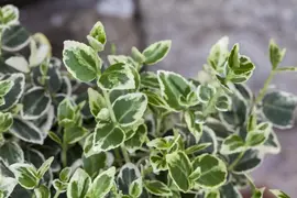 Euonymus fortunei 'Emerald Gaiety' (Kardinaalshoed) klimplant - afbeelding 14