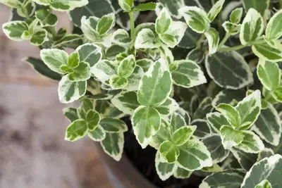 Euonymus fortunei 'Emerald Gaiety' (Kardinaalshoed) klimplant - afbeelding 15
