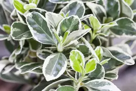Euonymus fortunei 'Emerald Gaiety' (Kardinaalshoed) klimplant - afbeelding 18