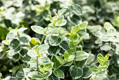 Euonymus fortunei 'Emerald Gaiety' (Kardinaalshoed) klimplant - afbeelding 22