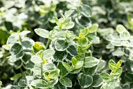 Euonymus fortunei 'Emerald Gaiety' (Kardinaalshoed) klimplant - afbeelding 22