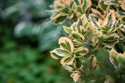 Euonymus fortunei 'Emerald Gaiety' (Kardinaalshoed) klimplant - afbeelding 24