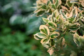 Euonymus fortunei 'Emerald Gaiety' (Kardinaalshoed) klimplant - afbeelding 24