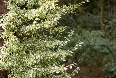 Euonymus fortunei 'Emerald Gaiety' (Kardinaalshoed) klimplant - afbeelding 25
