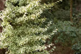 Euonymus fortunei 'Emerald Gaiety' (Kardinaalshoed) klimplant - afbeelding 25
