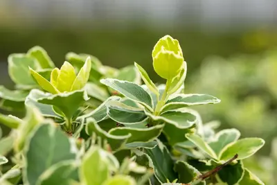 Euonymus fortunei 'Emerald Gaiety' (Kardinaalshoed) klimplant - afbeelding 28
