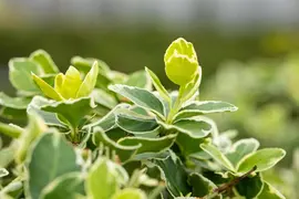 Euonymus fortunei 'Emerald Gaiety' (Kardinaalshoed) klimplant - afbeelding 28
